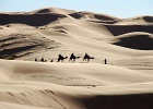 Camels across desert-1